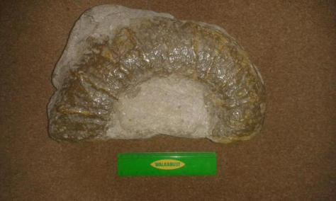One rather large Ammonite I found as a child (15cm ruler for scale) 